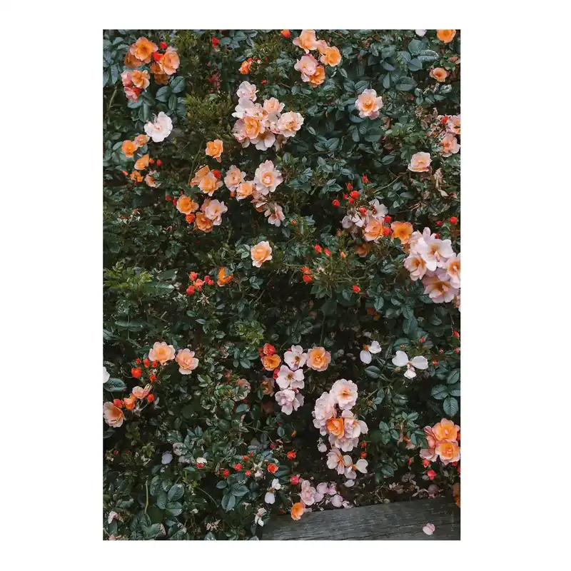 Beställ idag Rose poster från Fine Little Day