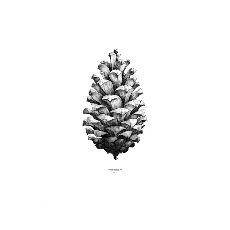1:1 Pine Cone poster från Paper Collective risnedsättning
