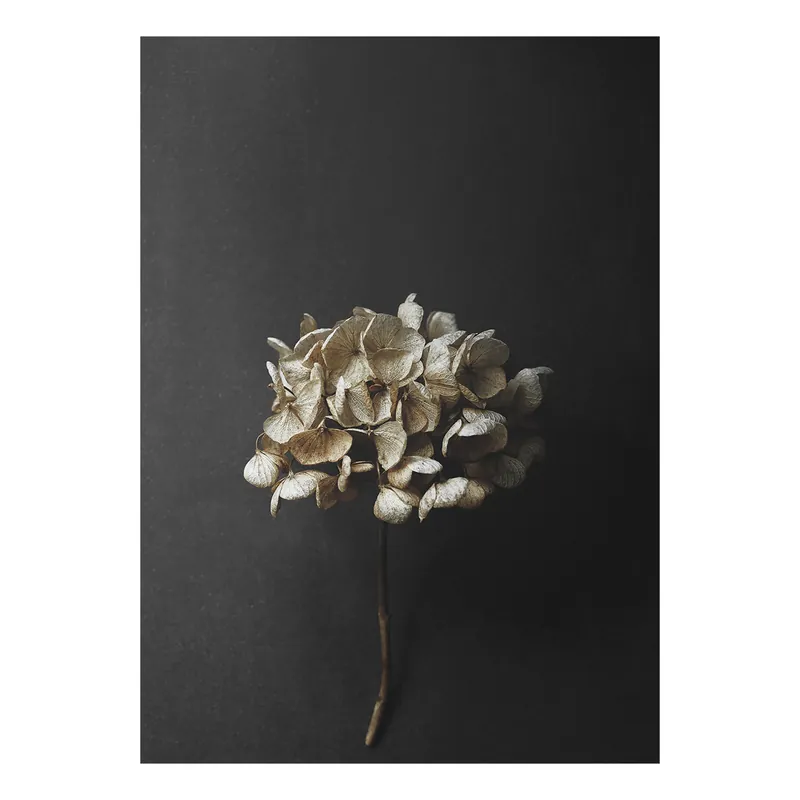 Still Life 04 Hydrangea poster från Paper Collective Fynd