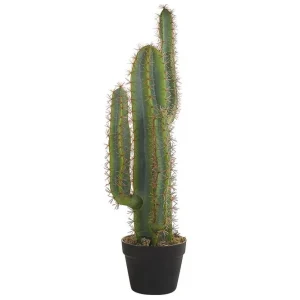 Endast idag Konstgjord växt Cactus - Inredning