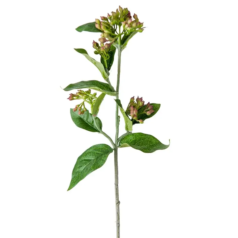 Billigare Viburnum 45 cm Lila