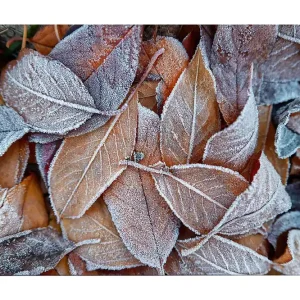 Canvastavla 70x100 cm - Frostiga löv i höstfärger Orange / Grå / Vit - Inredning Endast denna vecka