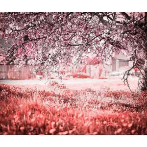 Canvastavla 70x100 cm - Ett blommande körsbärsträd i en romantisk och drömlik miljö Rosa / Grå - Inredning Kundfavorit