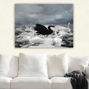 Canvastavla 70x100 cm - Svart svan omgiven av flera vita svanar på en stenig strand Vit / Svart / Grå - Inredning Beställ idag