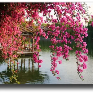 Canvastavla 70x100 cm - Vacker vy med blommande bougainvillea som hänger över en stilla sjö och en traditionell paviljong i bakgrunden Rosa / Grön / Blågrå - Inredning Nedsatt pris