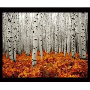 Populär Inramad Canvastavla i trä - 41x56 cm - Höstlig skog med björkar och gyllene ormbunkar Vit / Orange - Inredning