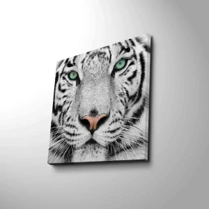 Sista chansen Canvastavla 45x45 cm - Närbild av en vit tiger med intensiva ögon Vit / Svart / Grön - Inredning