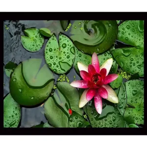 Inramad Canvastavla i trä - 41x56 cm - Vacker näckros som flyter på en stilla vattenyta omgiven av gröna liljabladen Grön / Rosa - Inredning Rabatter