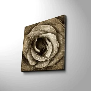 Beställ nu Canvastavla 45x45 cm - Detaljerad ros med vattendroppar Grå / Beige - Inredning