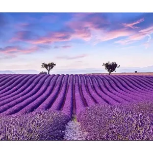 Kampanj Canvastavla 70x100 cm - Vacker lavendelfält med mjuka, vågiga rader av lavendelblommor under en klar himmel Lila / Grön / Blå - Inredning