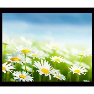 Kampanjpris Inramad Canvastavla i trä - 41x56 cm - Färgrik äng med prästkragar i blomning Vit / Gul / Grön - Inredning
