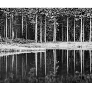 Beställ idag Canvastavla - Svartvit skogsscen med spegelbild i vattnet - Inredning & dekor