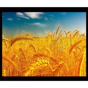 Inramad Canvastavla i trä - 41x56 cm - Gyllene vetefält under en klar himmel Guld / Blå / Grön - Inredning Bästa pris