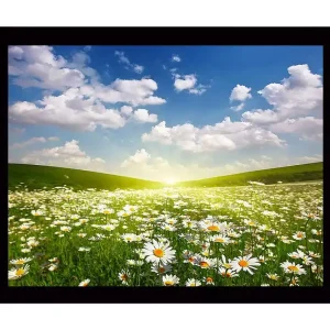 Inramad Canvastavla i trä - 41x56 cm - Blomstrande äng med prästkragar under en klar himmel Grön / Vit / Blå - Inredning Köp nu