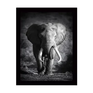 Populär Inramad Canvastavla i trä - 41x56 cm - Storslagen elefant i majestätisk pose Svart / Grå - Inredning