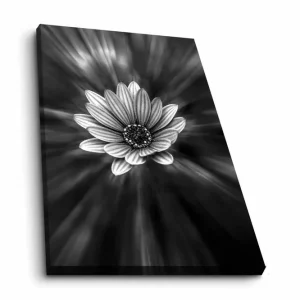 Trygg betalning Canvastavla - Svartvit blomma med strålar av ljus som skapar en dramatisk effekt - Inredning & dekor