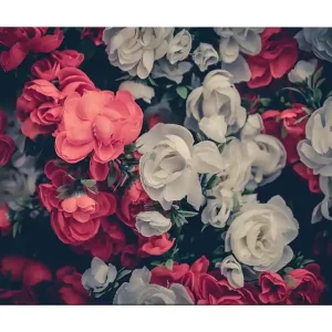 Billig Canvastavla 70x100 cm - Färgglada blommor i röd och vit nyans Röd / Vit - Inredning