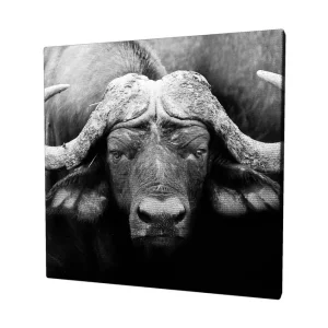 Populär Canvastavla 45x45 cm - Storslagen buffel med kraftfulla horn Svart / Grå - Inredning