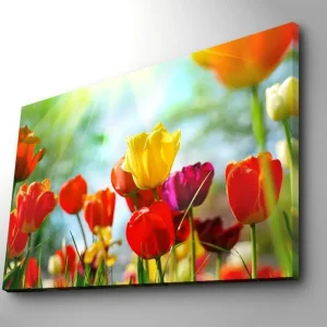 Köp online Canvastavla 70x100 cm - Färgglad samling av tulpaner i olika nyanser som blomstrar i ljuset Röd / Gul / Lila - Inredning