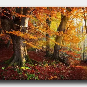 Canvastavla 70x100 cm - Vacker höstskog med färgglada träd och fallna löv Orange / Röd / Brun - Inredning Begränsad tid