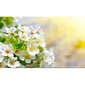 Begränsad tid Canvastavla YTY Floral & Botanical Flerfärgad - Inredning & dekor