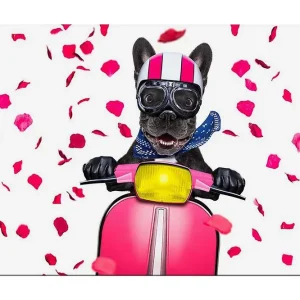 Canvastavla 70x100 cm - Glad fransk bulldogg som kör en rosa scooter med blommor som faller runtomkring Rosa / Svart / Gul - Inredning Fynd