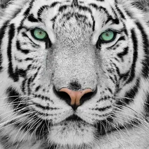 Köp nu Tavla Tiger 50x50 cm - Inredning
