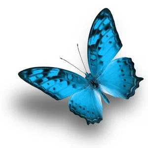 Populärt val Tavla Blue Butterfly 30x30 cm - Inredning
