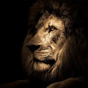 Tavla Lion 80x120 cm - Inredning Begränsat erbjudande