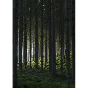 Venture Home Poster Woods 50x70 cm Svart/Grön - Inredning Nyhet