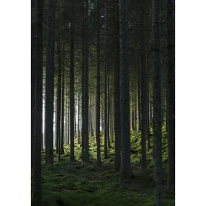 Populär Venture Home Poster Woods 70x100 cm Svart/Grön - Inredning