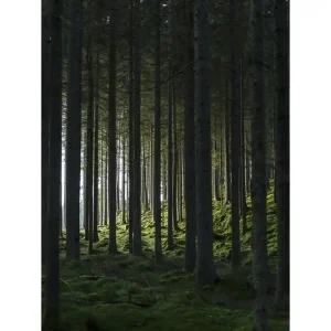 Venture Home Poster Woods 30x40 cm Svart/Grön - Inredning Billigare